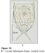 Lecane bifastigata