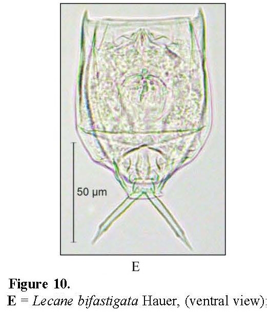 Lecane bifastigata Lecane bifastigata