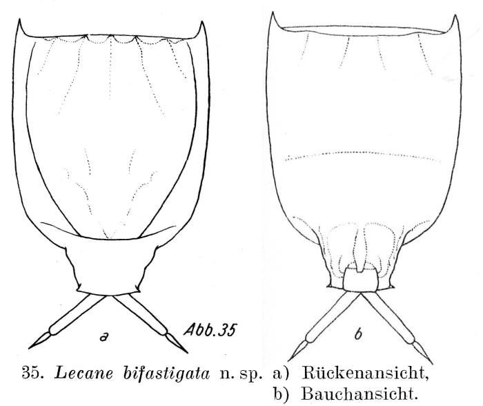 Lecane bifastigata Lecane bifastigata