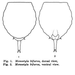 Lecane bifurca