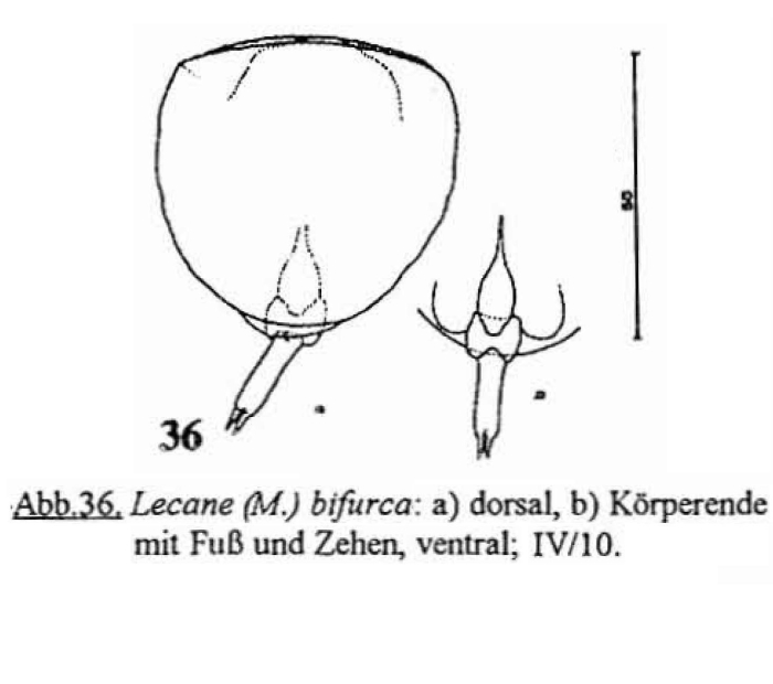 Lecane bifurca Lecane bifurca