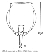 Lecane bifurca