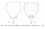 Lecane bifurca