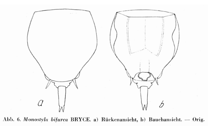 Lecane bifurca Lecane bifurca
