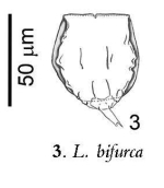 Lecane bifurca