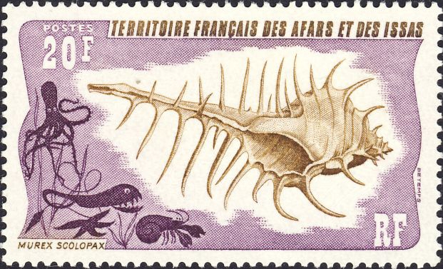 Murex scolopax Murex scolopax
