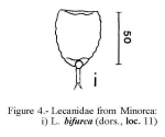 Lecane bifurca