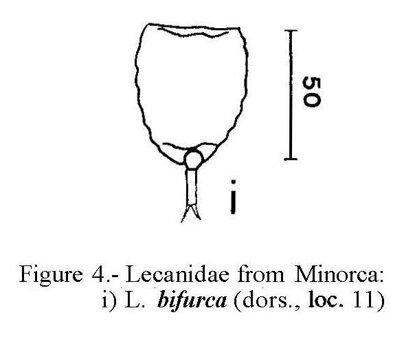 Lecane bifurca Lecane bifurca