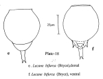 Lecane bifurca
