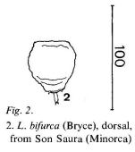 Lecane bifurca