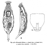 Lecane bifurca - Original description image