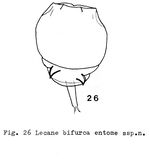 Lecane bifurca entome - Original description image