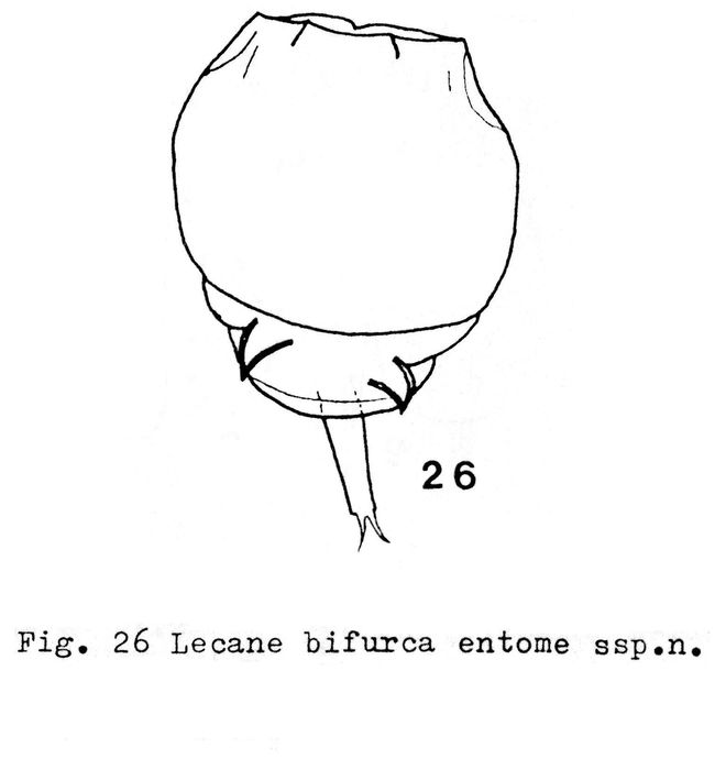 Lecane bifurca entome - Original description image