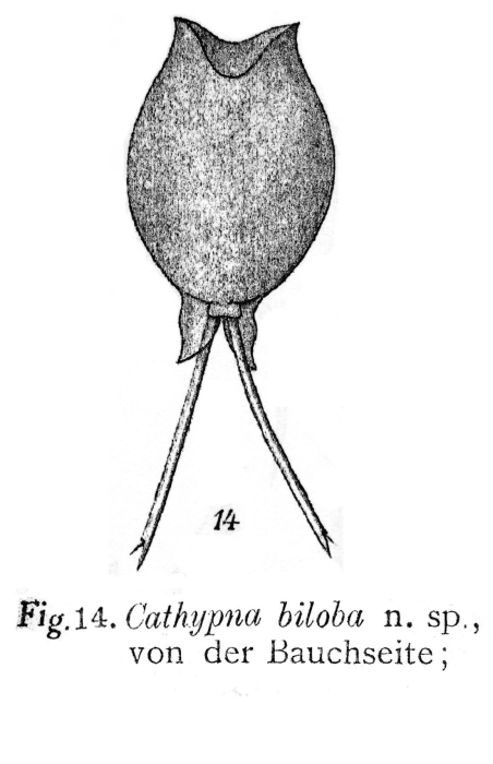 Lecane biloba - Original description image