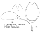 Lecane bipes - Original description image