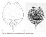 Lecane blachei