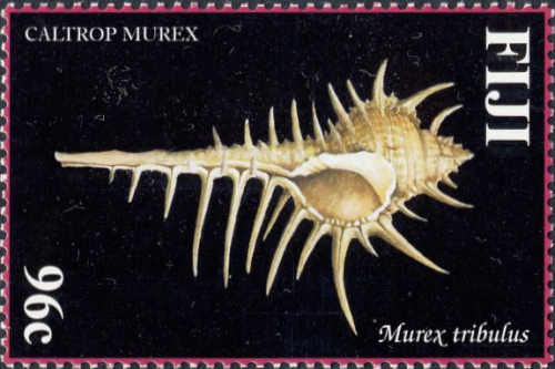 Murex tribulus