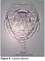 Lecane blachei