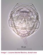 Lecane blachei