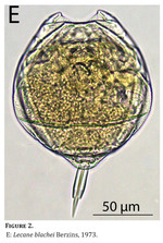 Lecane blachei