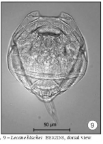 Lecane blachei