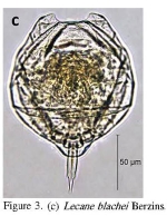 Lecane blachei