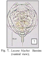 Lecane blachei