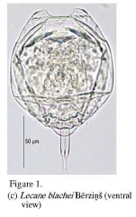 Lecane blachei