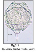 Lecane blachei