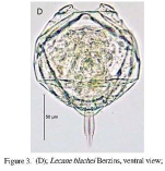 Lecane blachei