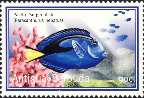 Paracanthurus hepatus