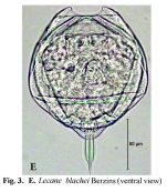 Lecane blachei