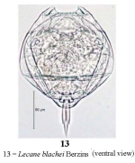 Lecane blachei