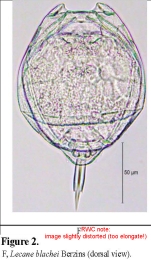 Lecane blachei