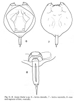 Lecane blachei - Original description image