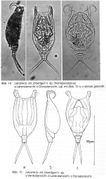 Lecane boettgeri - Original description image