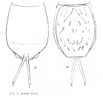 Lecane bondi - Original description image