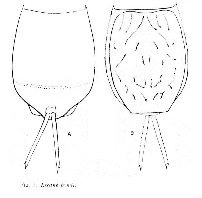 Lecane bondi - Original description image