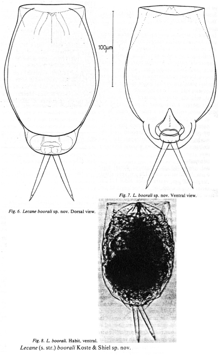 Lecane boorali - Original description image