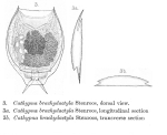 Lecane brachydactyla