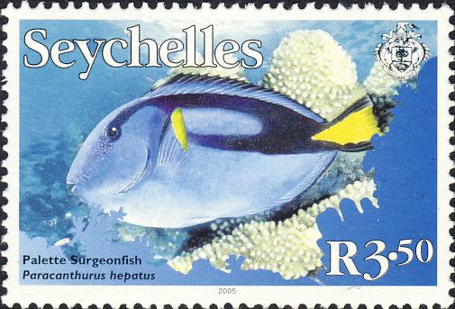 Paracanthurus hepatus Paracanthurus hepatus