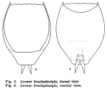 Lecane brachydactyla