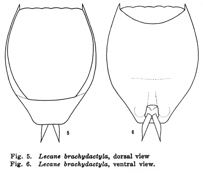 Lecane brachydactyla Lecane brachydactyla