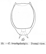 Lecane brachydactyla