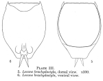 Lecane brachydactyla