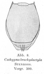 Lecane brachydactyla