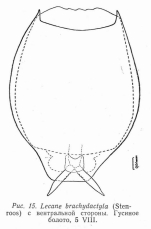 Lecane brachydactyla