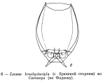 Lecane brachydactyla