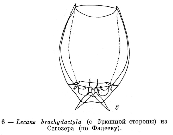 Lecane brachydactyla Lecane brachydactyla