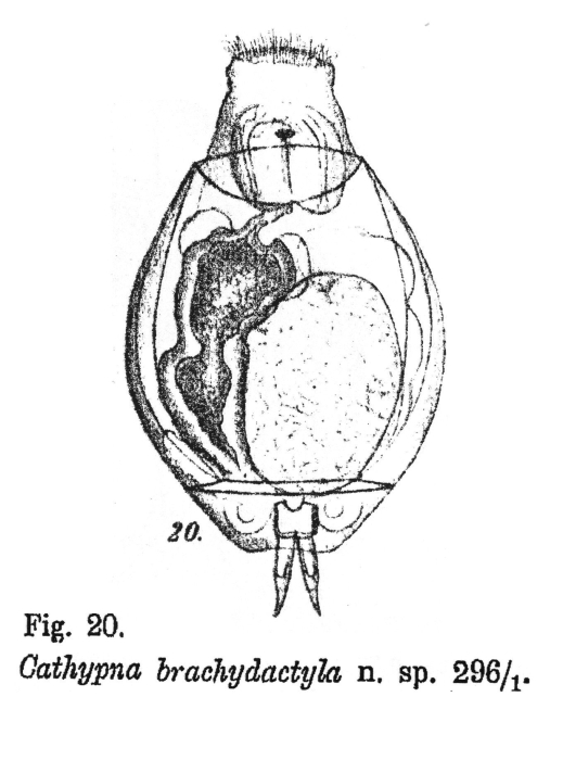 Lecane brachydactyla - Original description image